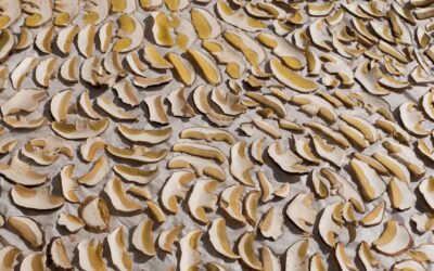 Opérateur de production agro-alimentaire H / F – SAUGUES